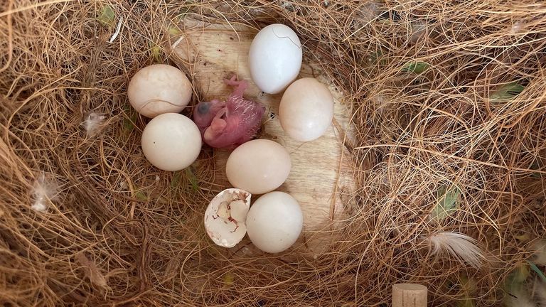 Seniorenzentrum Elstal - Havelland - Vogelnachwuchs in Tagespflege - Abbildung von Nest mit Eier und geschlüpftem Küken
